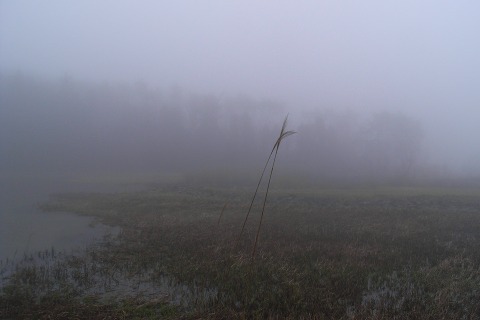 foggy_001